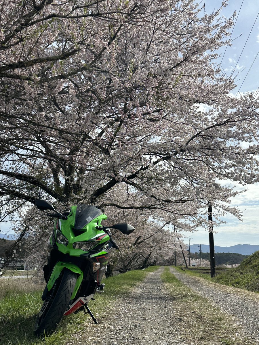 ryota_ninja25r's tweet image. 🌸桜とバイク🏍
春の思い出の1枚になりそう

 #ZX25R #ninja #kawasaki  #バイク
