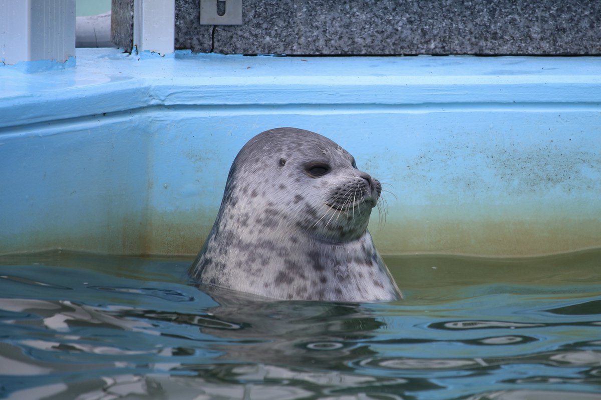 りっきー⋆🦭 tweet media