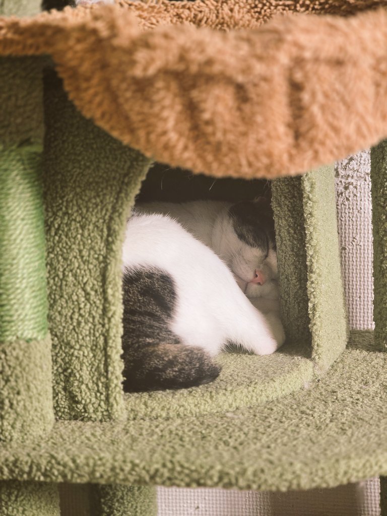 なかよし tweet media