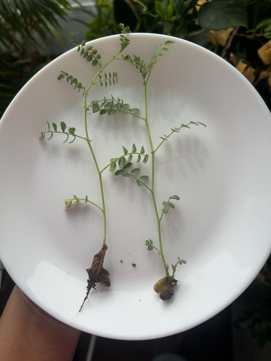ujjwalabaxi's tweet image. Chauli/ lobhiya/ black eyed peas sprouts

Would you eat or ?

#soothing #sprout #homegarden