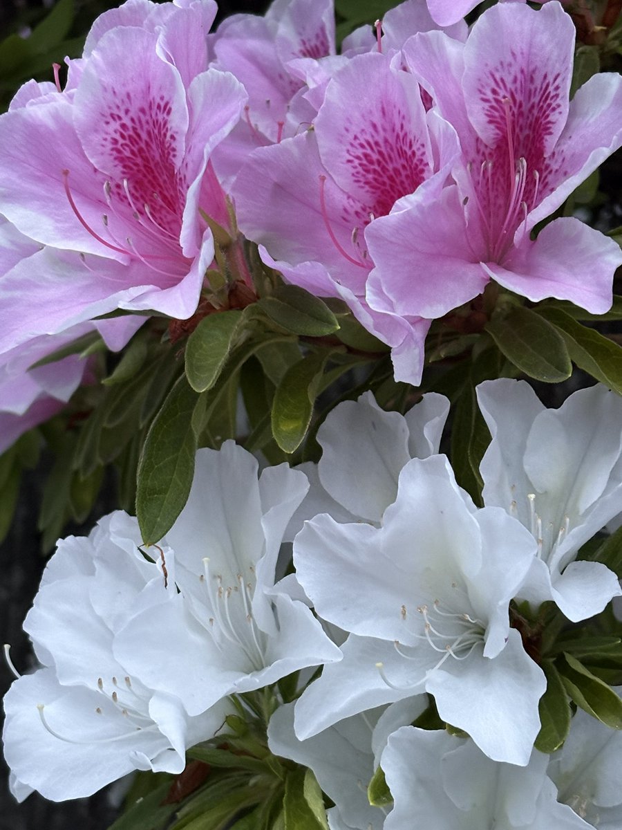 オリーブ🫒_transfer tweet media