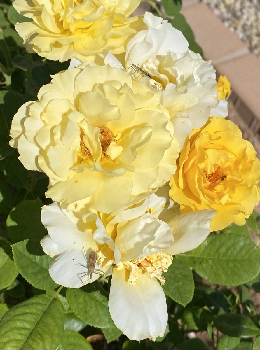 kathy_husser's tweet image. Happy Rose Wednesday! How many little insects can you find? #flowers #gardening #bugs 🐛🪰🪲