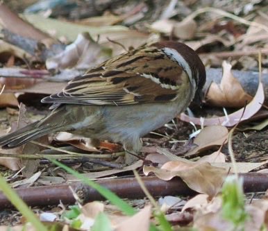 かっつん城推し改 tweet media