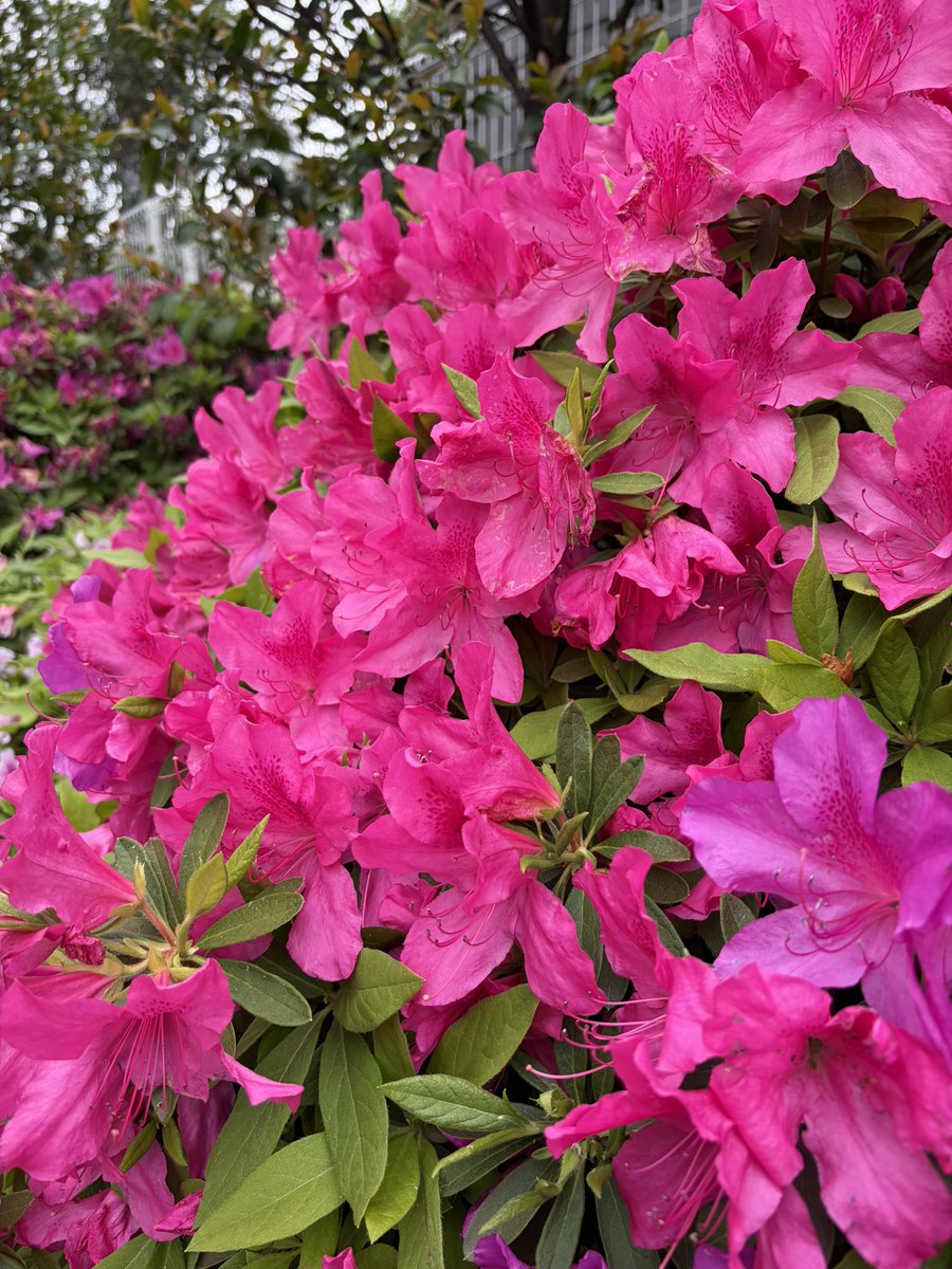 テンパ tweet media