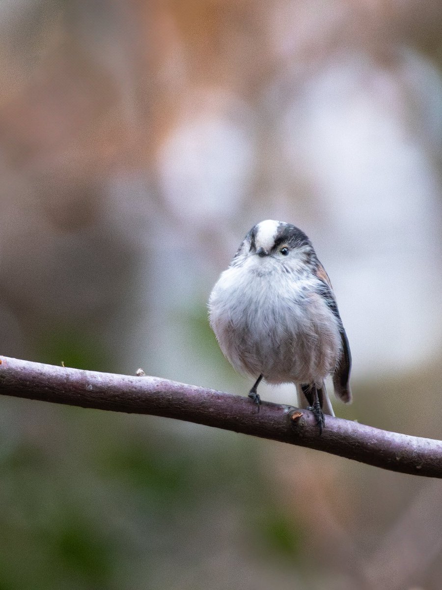 bezrobotny doktor Czarek tweet media
