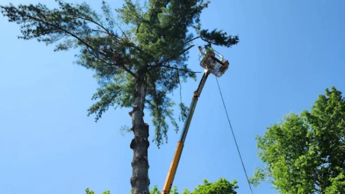 LawnPerkin10967's tweet image. How Trimming Improves Sunlight &amp;amp; Airflow?

Overgrown trees block light and trap moisture, stressing growth.

✔️ More sunlight reaches plants
✔️ Better airflow in canopy
✔️ Lower mold &amp;amp; disease risk

Simple trimming keeps trees healthier.

#TreeTrimming #TreeCare