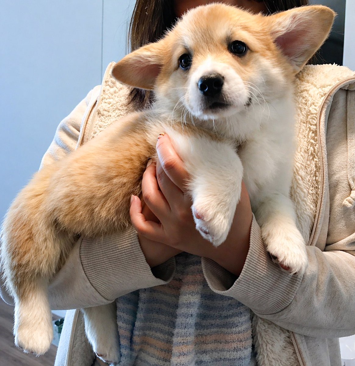 elmoelmodog tweet media