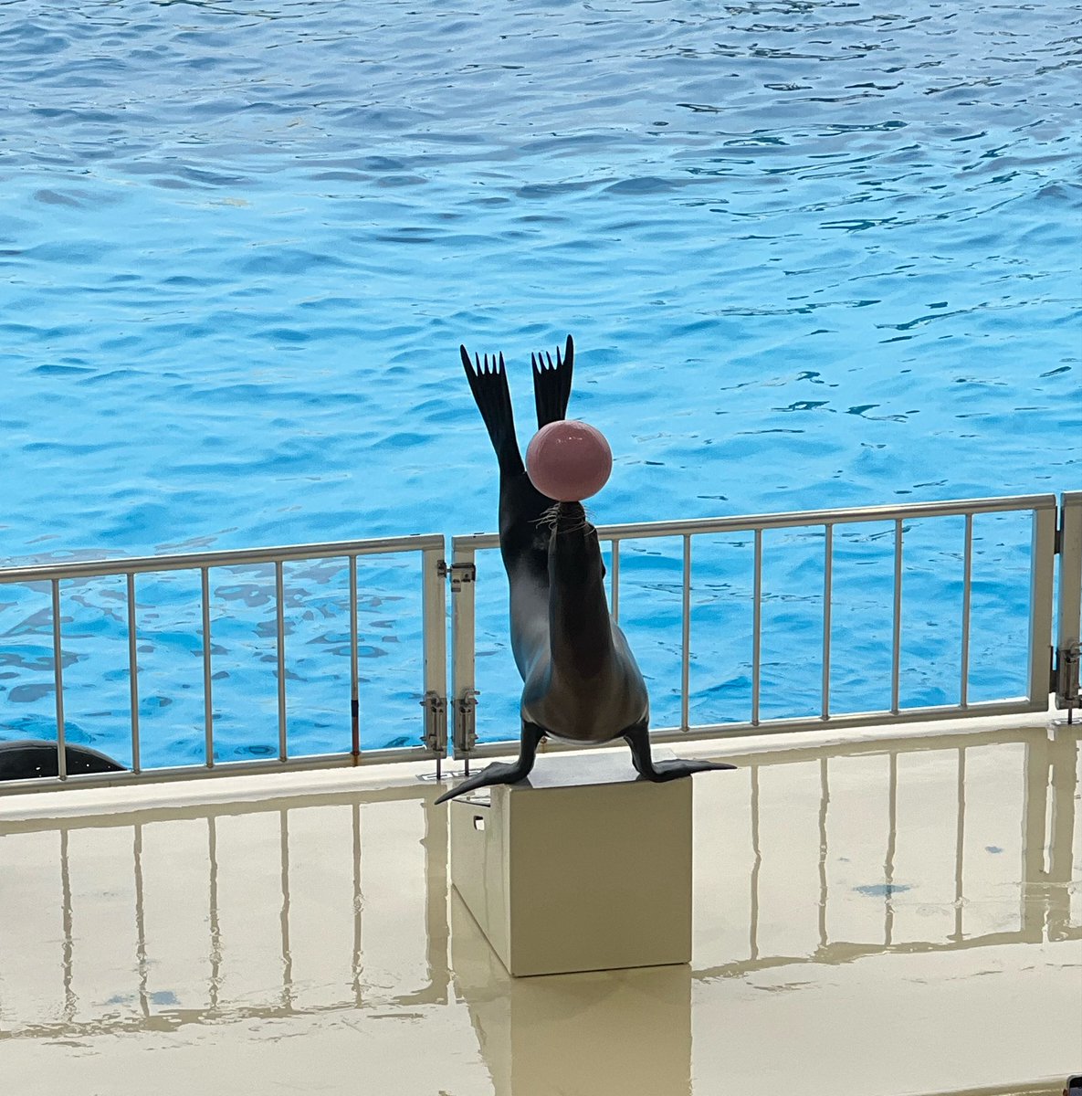 てるてるてんしʚ♡ɞ tweet media