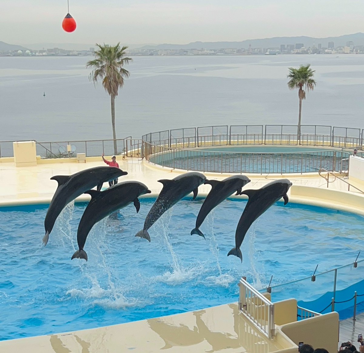 てるてるてんしʚ♡ɞ tweet media