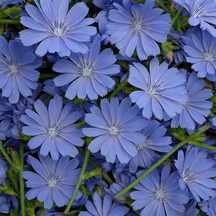 ⭐ennimage⭐Vgen open⭐ tweet media