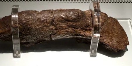 Papa Puma XIV tweet media