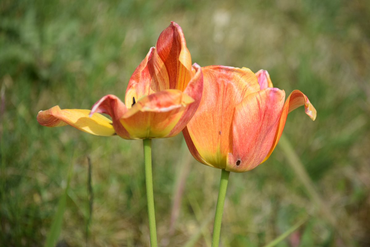 TubbyBats's tweet image. The #photos from todays #walk.