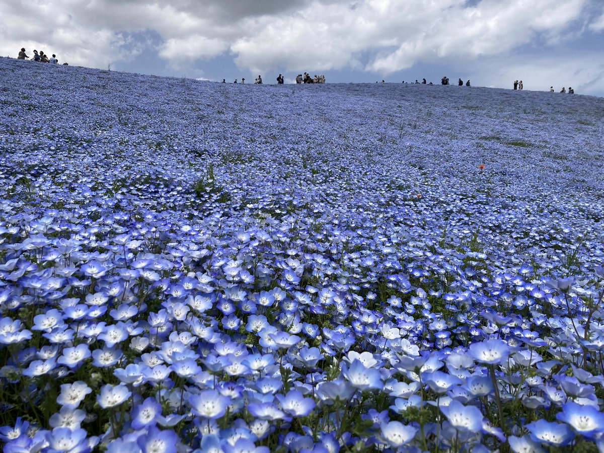 ひなっち0074 tweet media