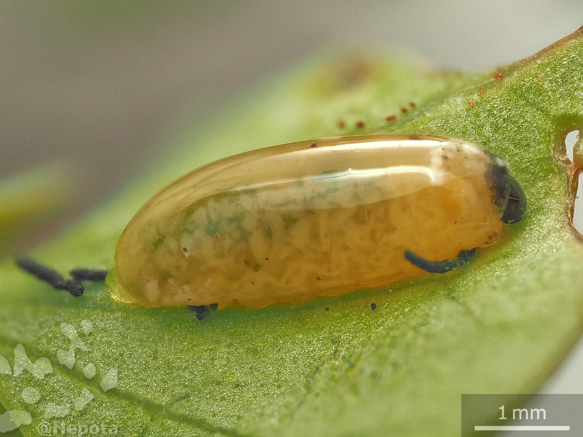 庭のライラックにいたハムシの幼虫。