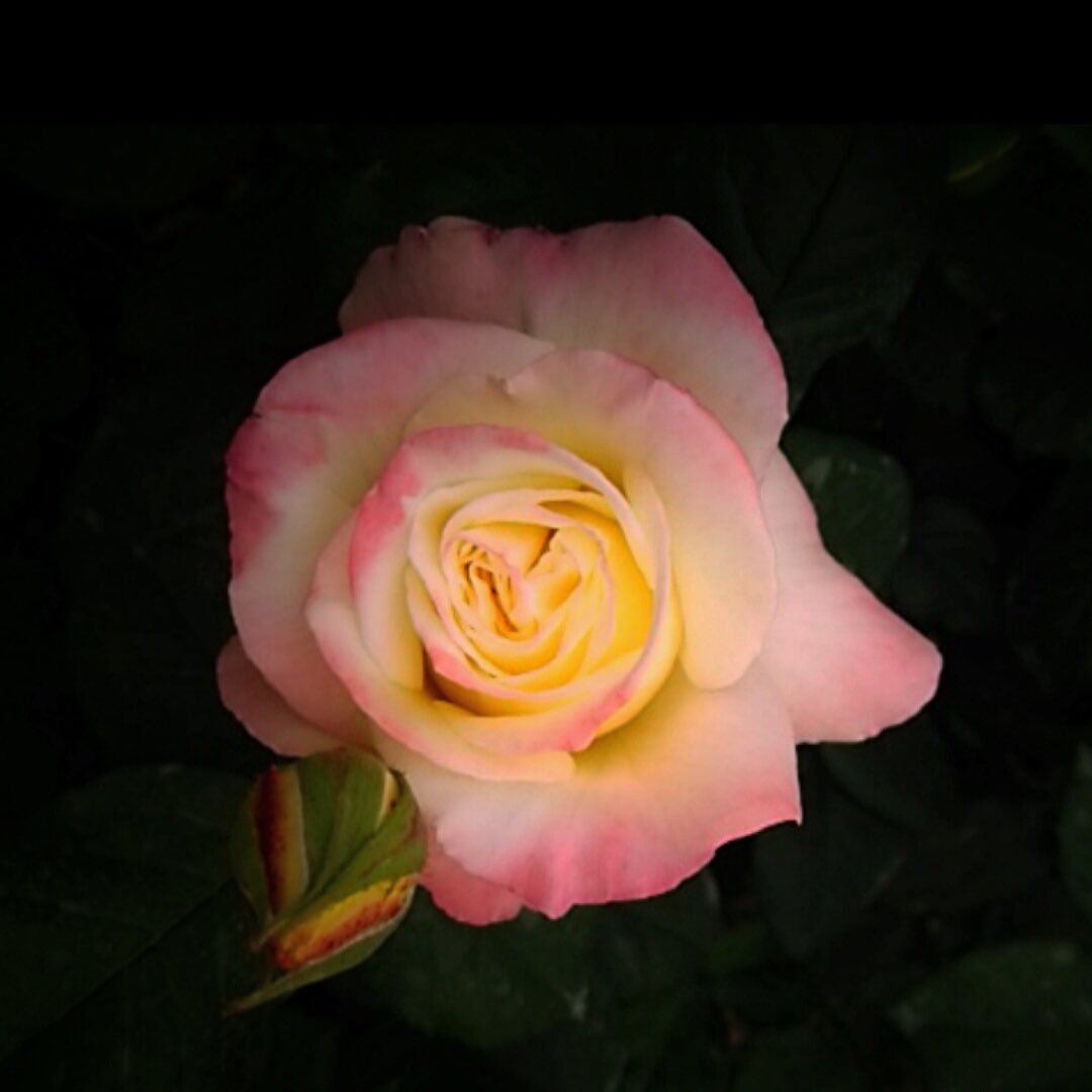 小春日和よ！ココは！！ tweet media