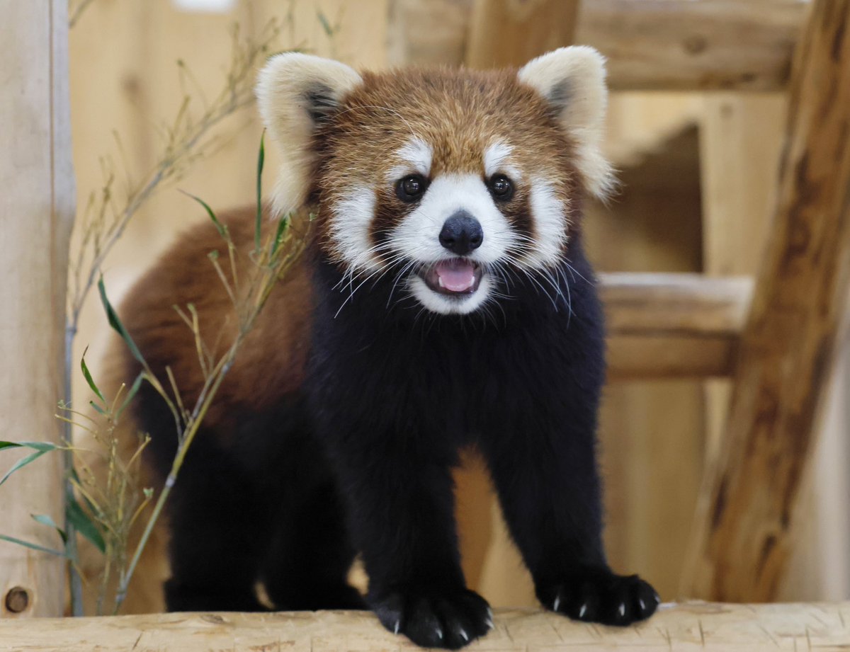 bara@リーファ大好き🥰 tweet media