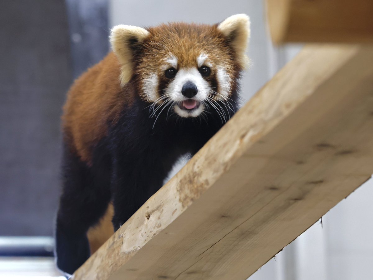 bara@リーファ大好き🥰 tweet media