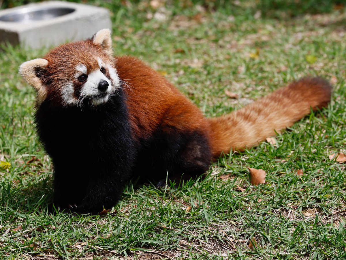 bara@リーファ大好き🥰 tweet media