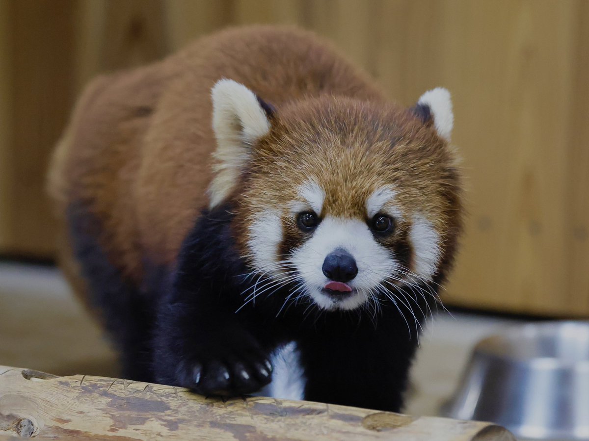 bara@リーファ大好き🥰 tweet media