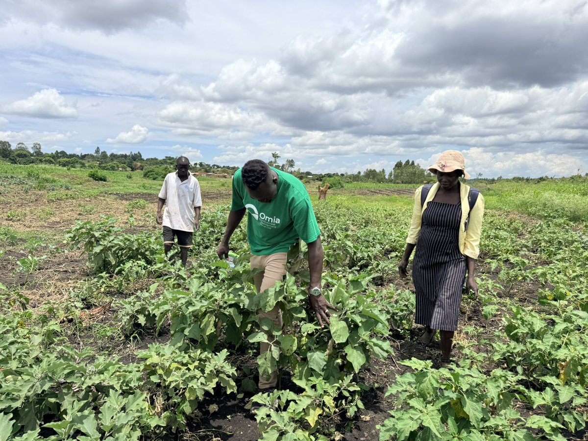 Omia🌽 tweet media