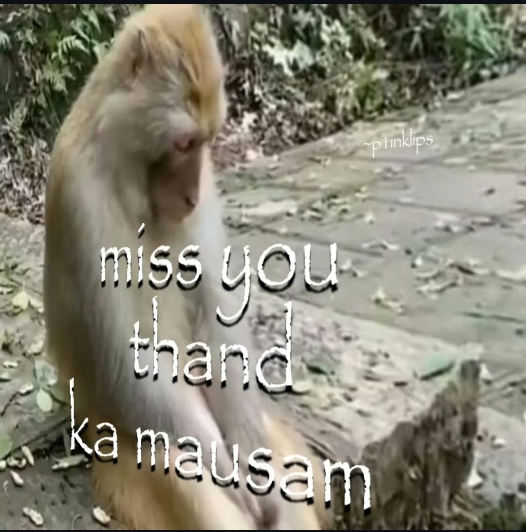 bandar nahi jan'na chahta garmi ka sawad