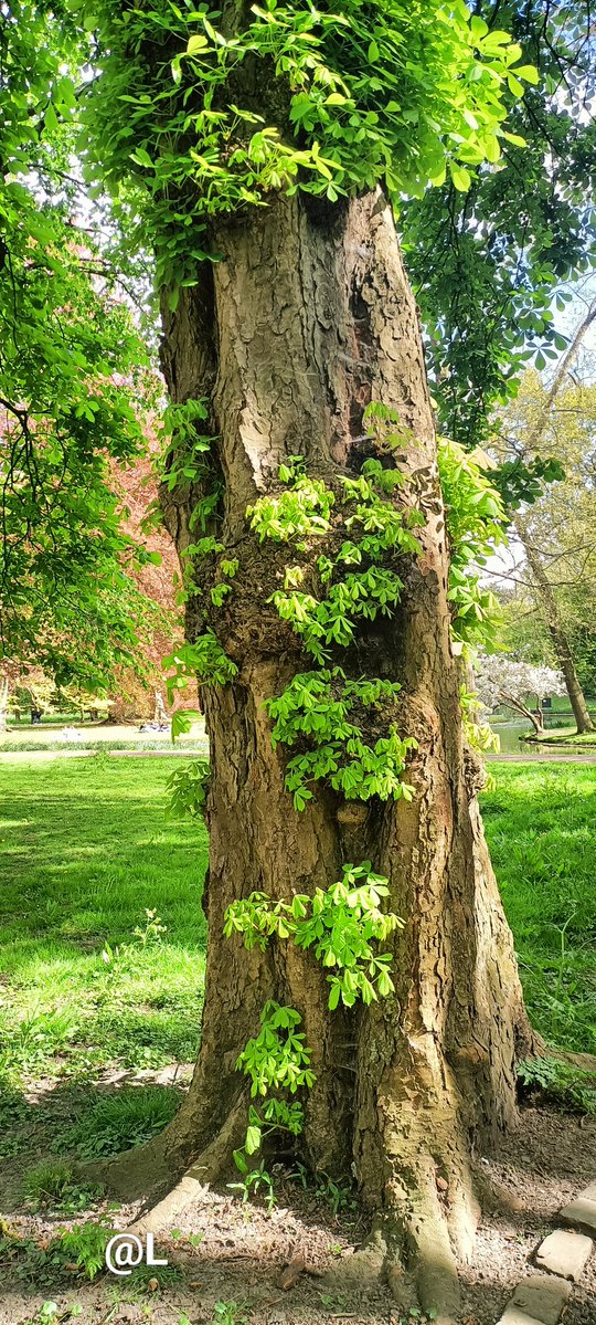 Letta_vi64's tweet image. 🌳🌿💚🌿🌳  #tree #nature 

📸.
