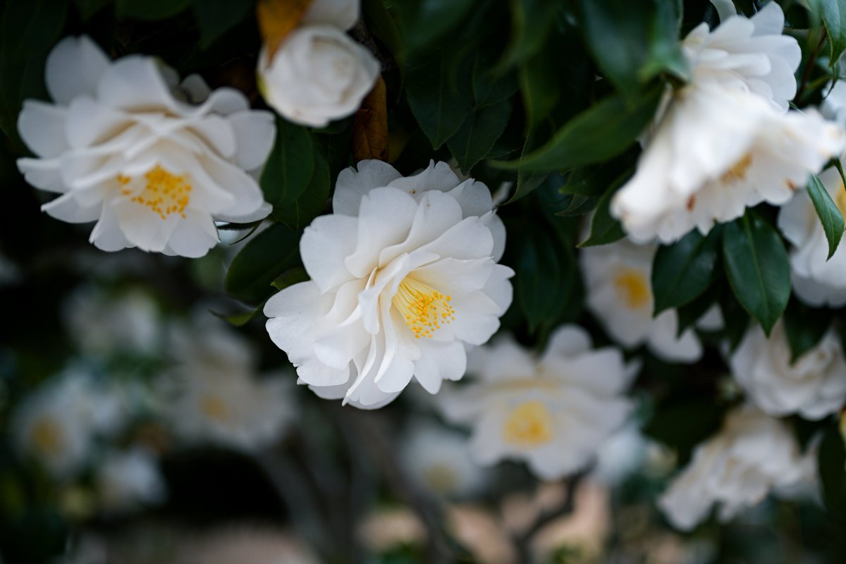 ottotto_photo tweet picture