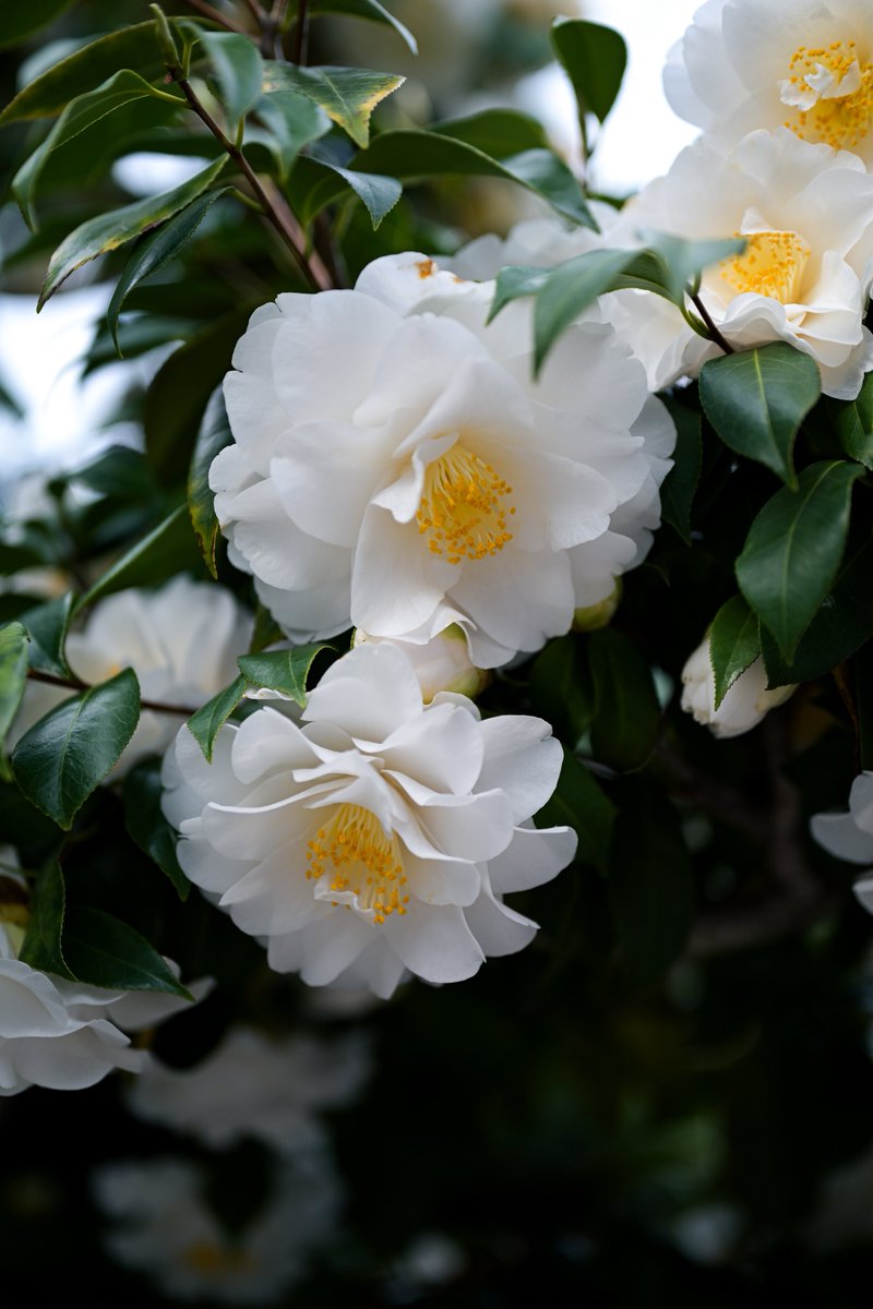 ottotto_photo tweet picture