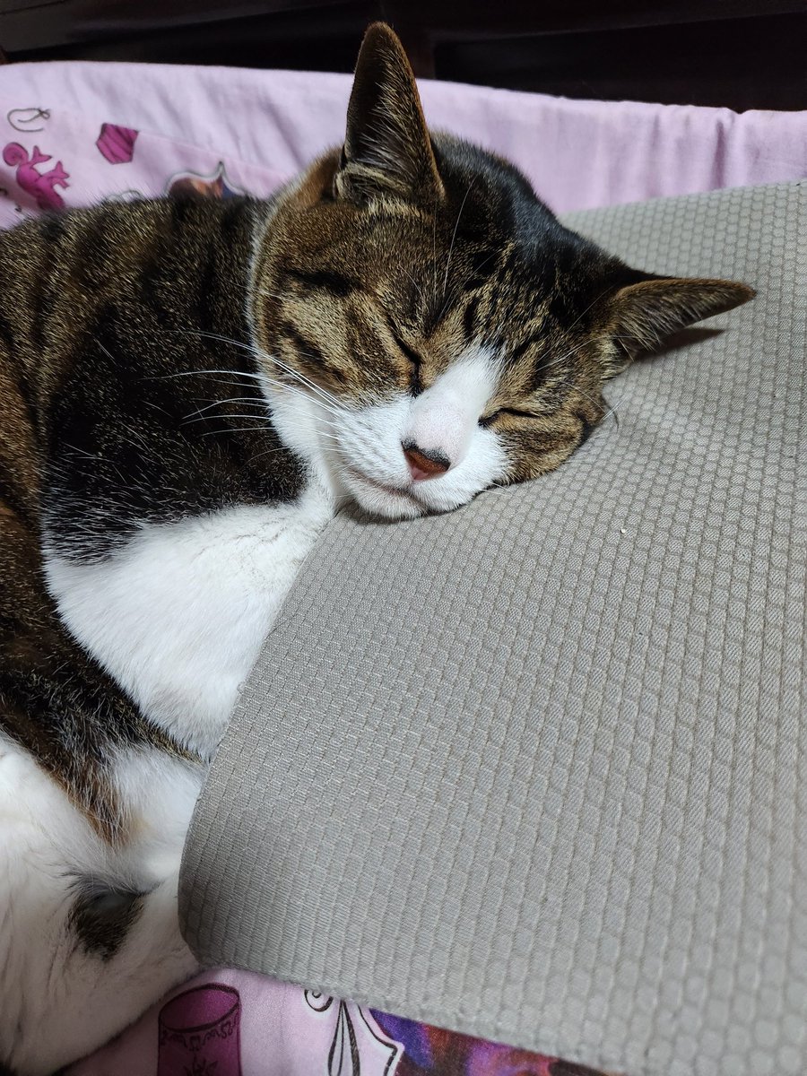 あんちゃん🐈💚💙 tweet media