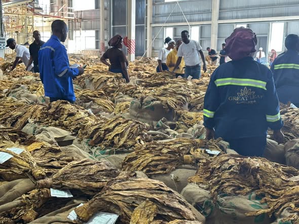 tobacco board of zambia TIME TO CASH IN Tobacco sales floors across Zambia have opened. This is  Park Industries Sales Floor in Kabwe. Photo Credit : Tobacco Board of Zambia