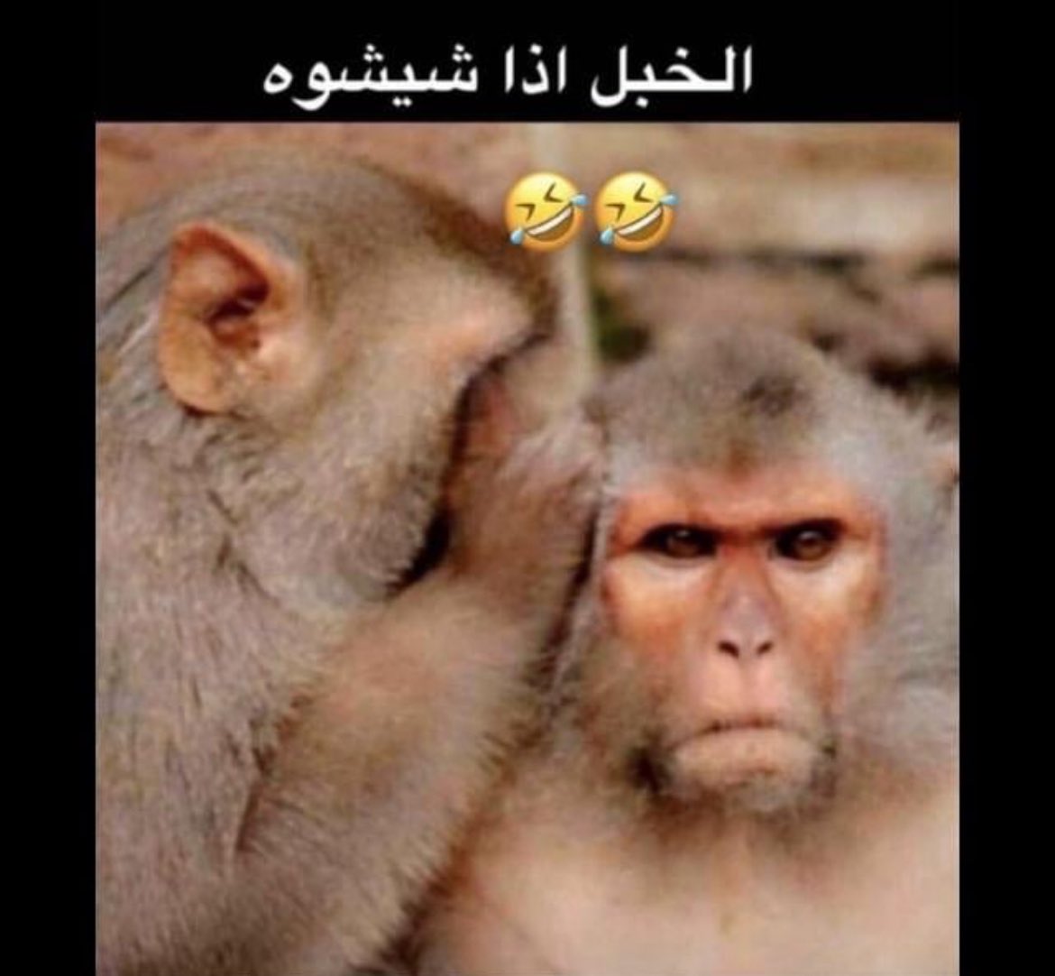 مهند-Mohannad tweet media