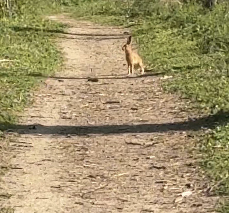 Forest Princess 🌸🌿 tweet media