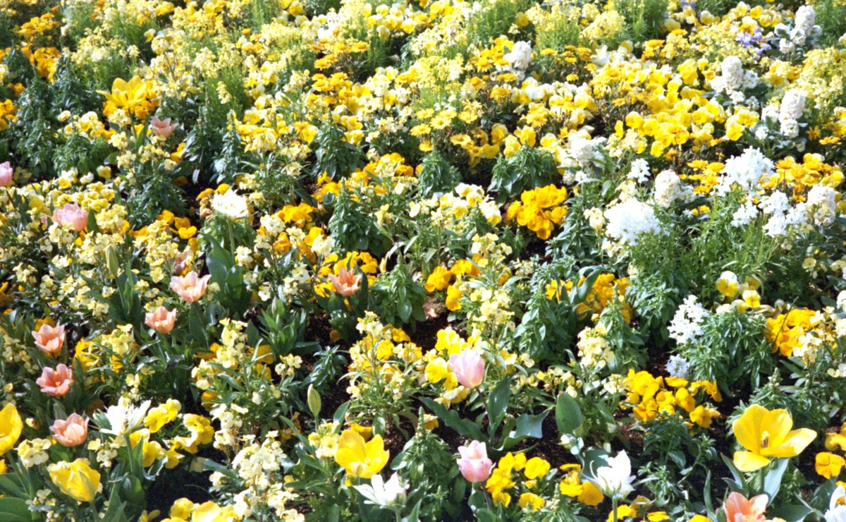 syashin_rensyuu's tweet image. 大花壇
4月上旬 15時頃

Rollei35S

Lucky Color 200
マリックスC-41
38℃ 3:30

#Rollei35 
#Luckyfilm
#乐凯
#Marix
#自家現像