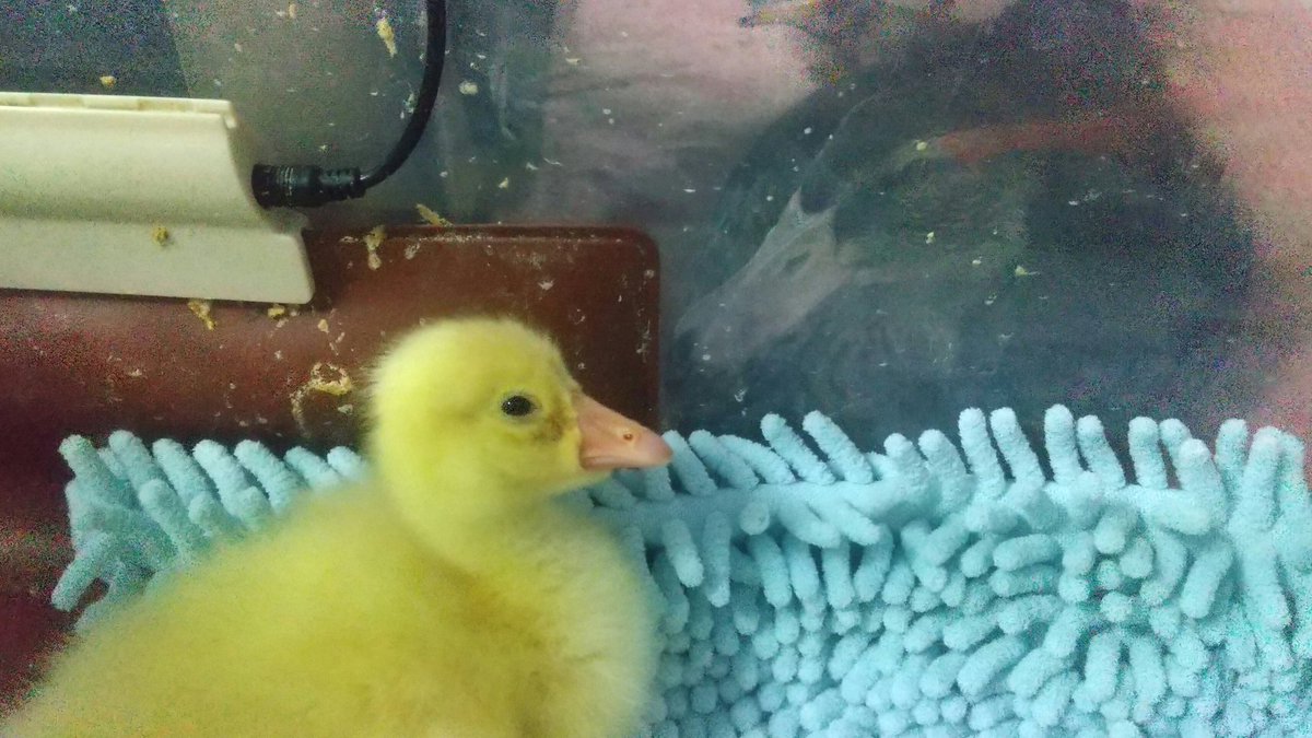 pastel_yume_art's tweet image. 姿を見たら逃げていた🦆たち
少しずつ距離が縮まってる？
#アイガモ #duck
#ガチョウ #ヒヨコ #goose