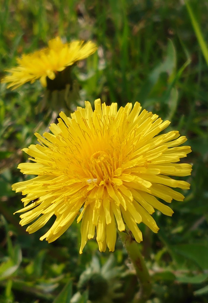 mate8069's tweet image. 皆さん、こんばんは 🎶
水曜日、お疲れ様でした 👍
週末まであと少しですね〜
ゆっくり休んで明日も
頑張りましょう ❗

タンポポ 🌼

#写真好きな人と繋がりたい
#NaturePhotography