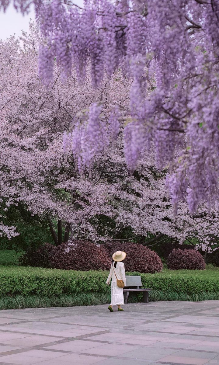 discoverzj's tweet photo. In Linping, spring spills from the sky in a cascade of purple blossoms.
The wisteria blooms like a living waterfall, drifting through the air in soft layers of violet light and fragrance.
Walk beneath it, and time slows — as if the city has paused just long enough for spring to fully arrive.

Click the link to explore more about Zhejiang：https://t.co/7v85lgr4D5