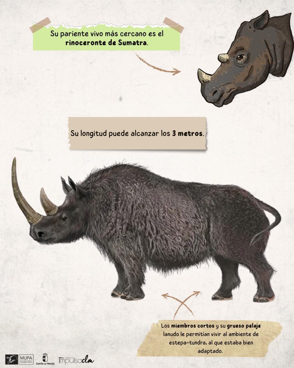 Museo de Paleontología de Castilla-La Mancha tweet media