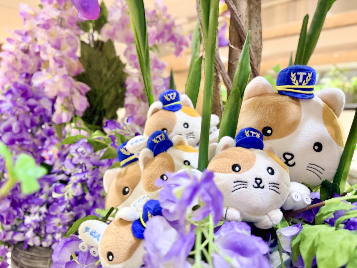 東京シティエアターミナル(T-CAT/ティーキャット) tweet media