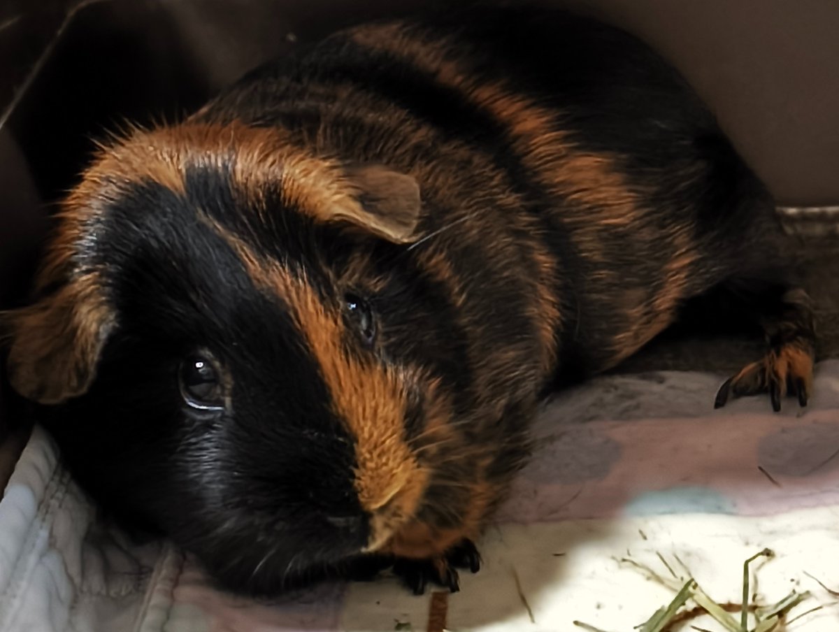 MORUNOSU by ototogoto tweet media