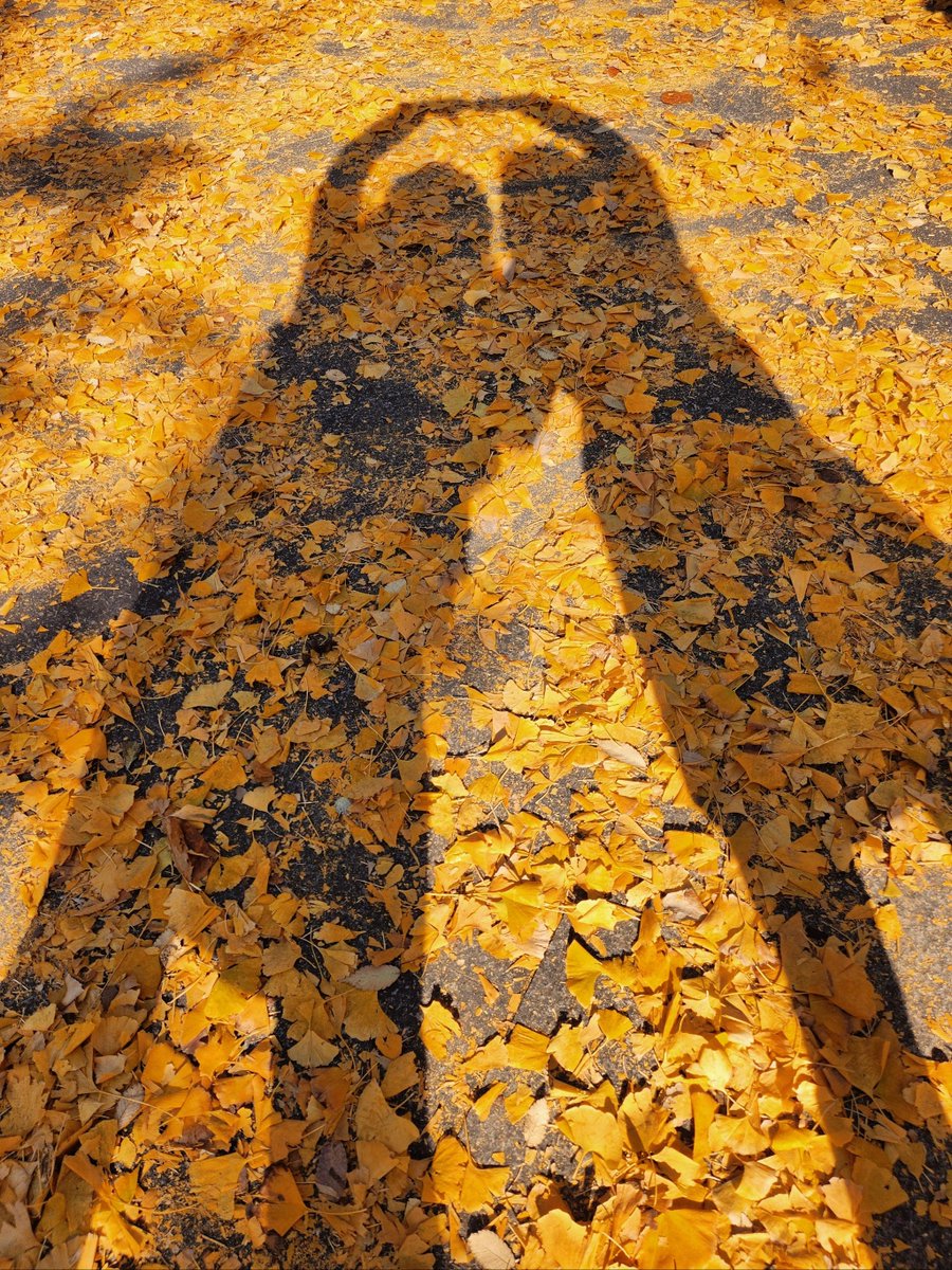 boddeti_krishna's tweet photo. Autumn breeze, golden leaves, warm lattes—perfect day to wander slowly. https://t.co/n4MWF7DMob