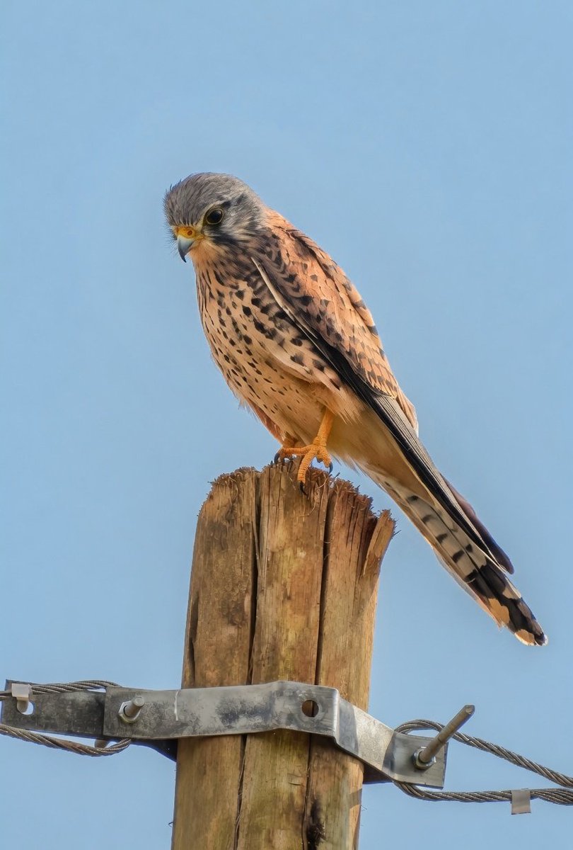 Birds Of Kenya 🇰🇪 tweet media