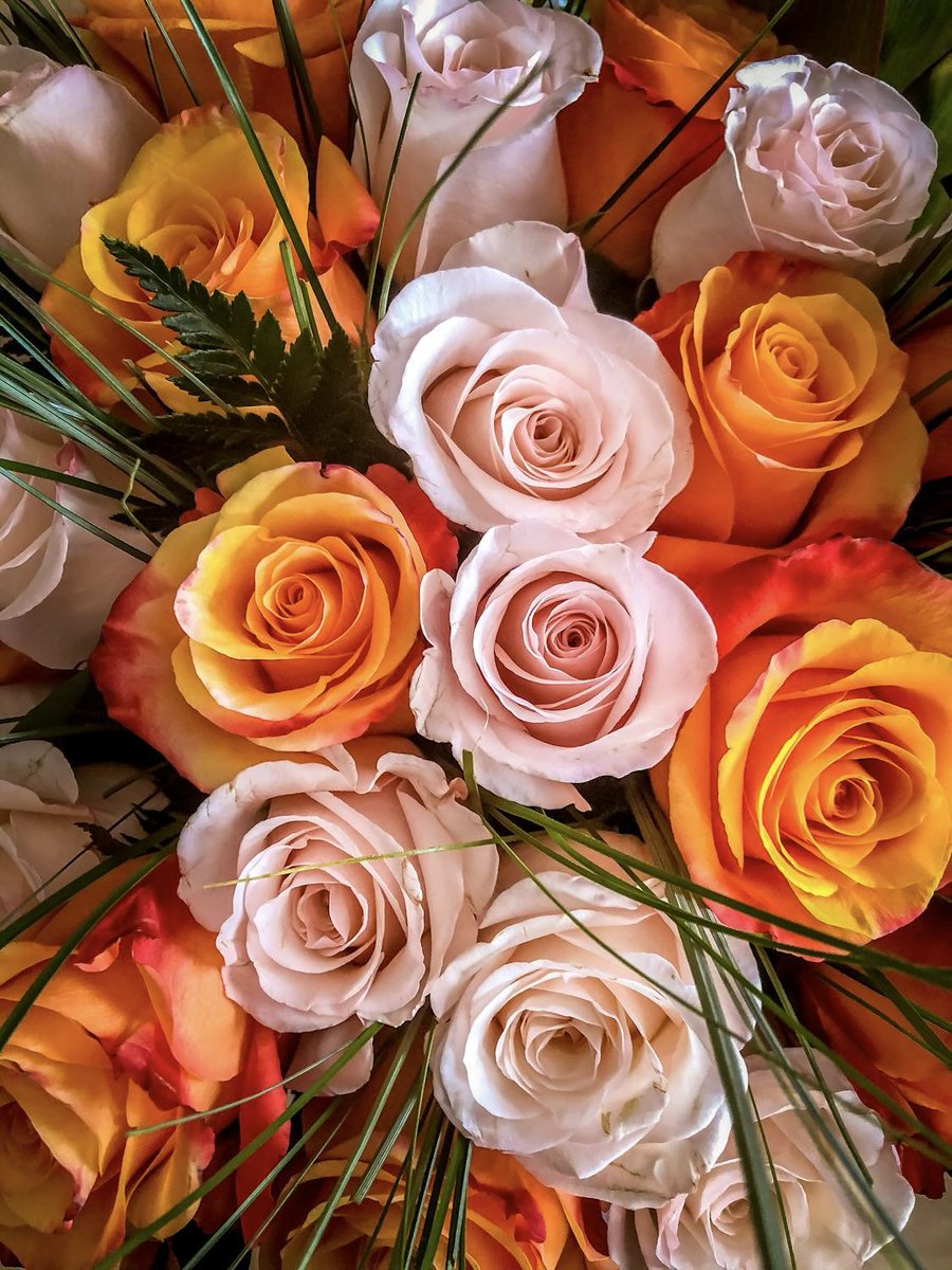 PoppiekRosnx's tweet image. Roses for you🥀🍊🩷🍑

#RoseWednesday #FlowerPhotography #Flowers