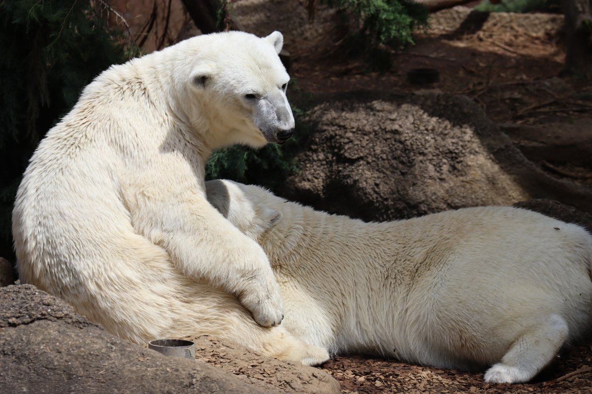 この日のライ君とイッチャン、授乳シーンも見れましたよ