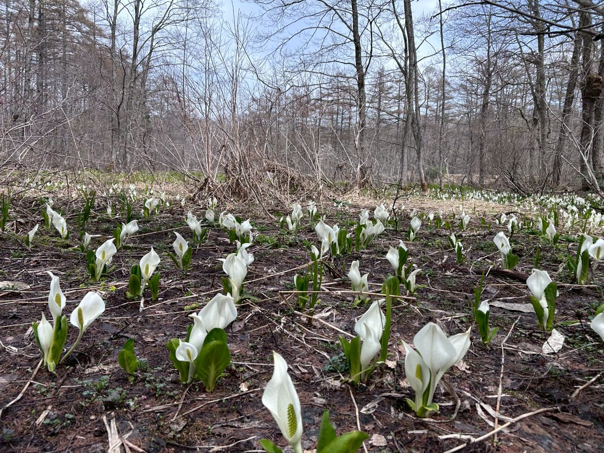 戸隠観光協会 tweet media