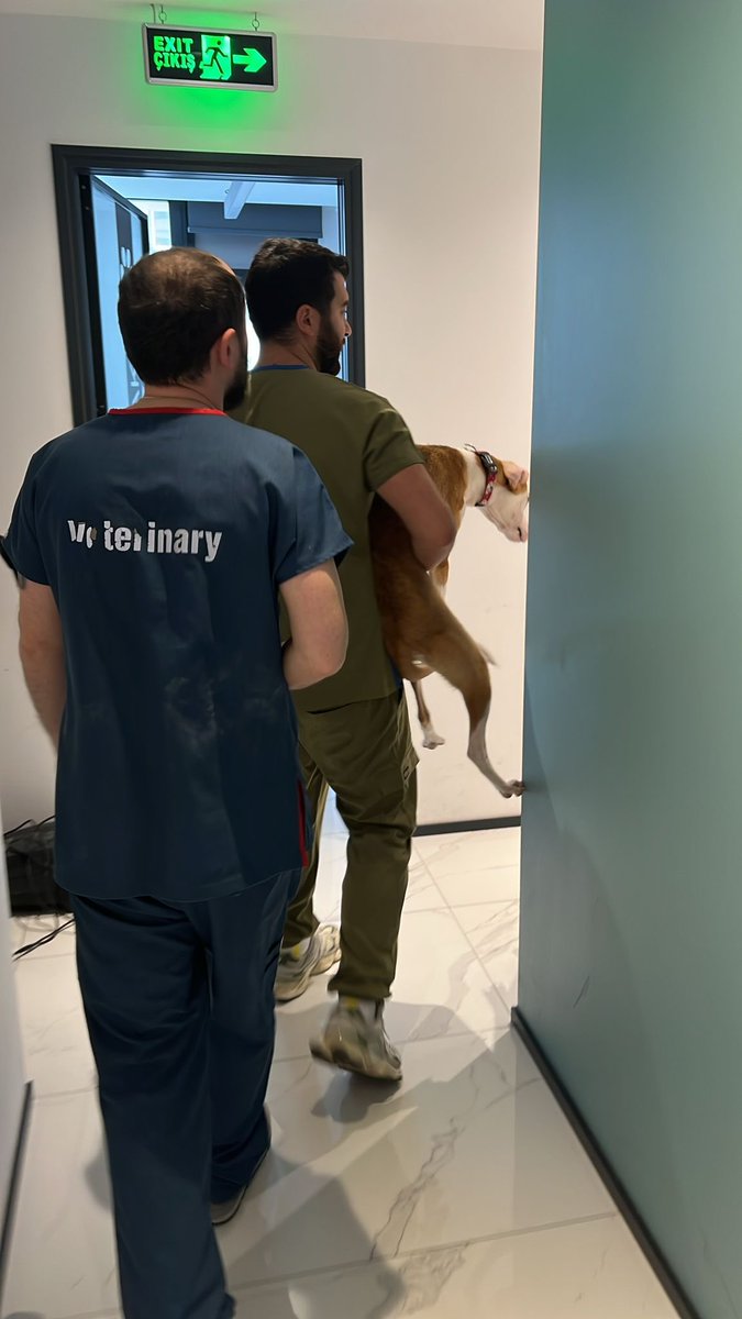 animallover tweet media