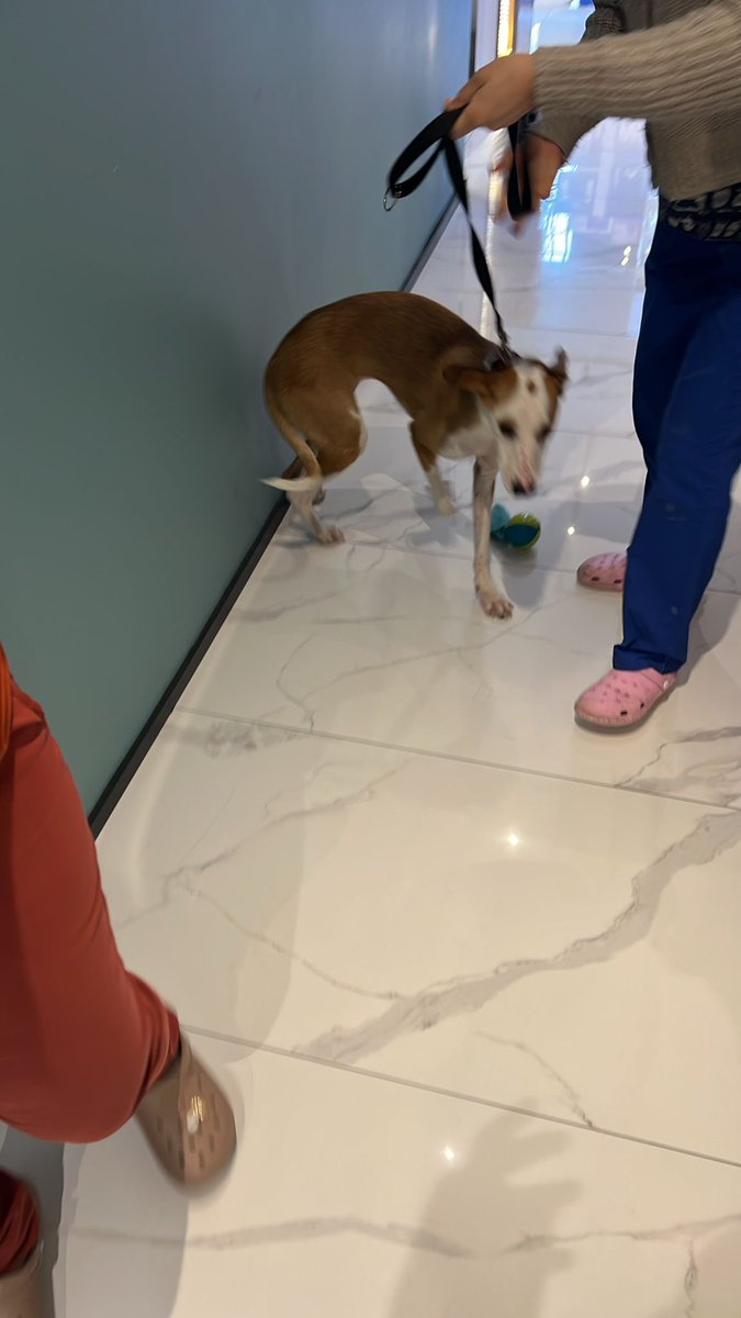 animallover tweet media