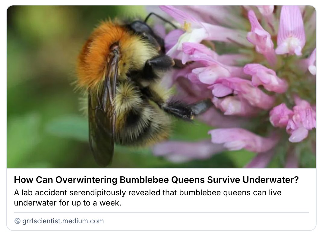 GrrlScientist's tweet image. How Can Overwintering Bumblebee Queens Survive Underwater?

"A lab accident serendipitously revealed that bumblebee queens can live underwater for up to a week."

#SciComm by @GrrlScientist 

#Bumblebees #physiology #ecology #Diapause #metabolism grrlscientist.medium.com/how-can-overwi…