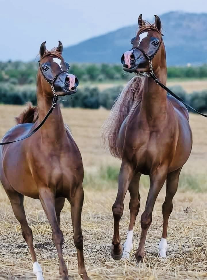 🇸🇦abu nasser/fly🇸🇦 tweet media
