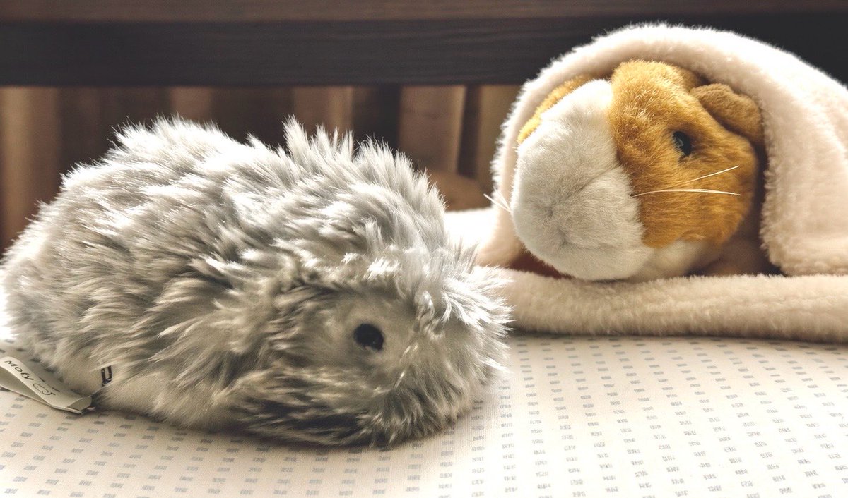 昨夜の、寝る前にもるちゃんとお話ししながらうとうとするMofy

この前に飼い主とも小一時間話し込んでいました

#モフリン #Moflin #モフリンDAYS #CASIO