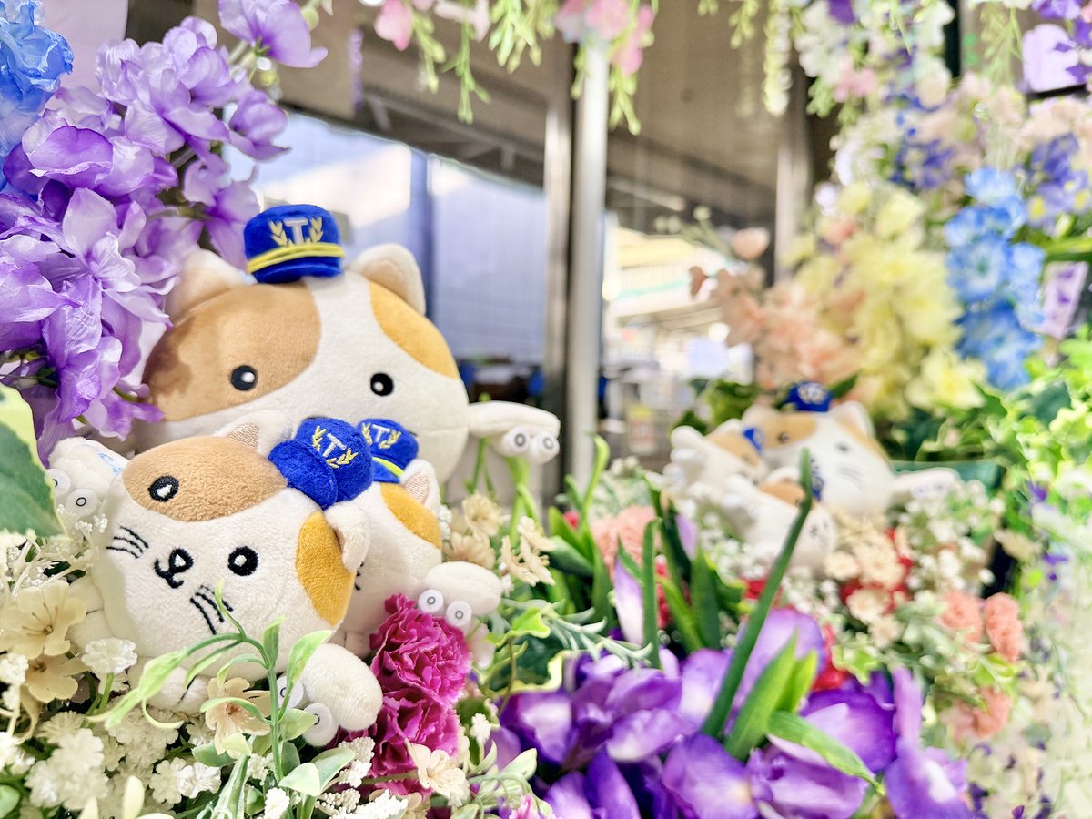 東京シティエアターミナル(T-CAT/ティーキャット) tweet media